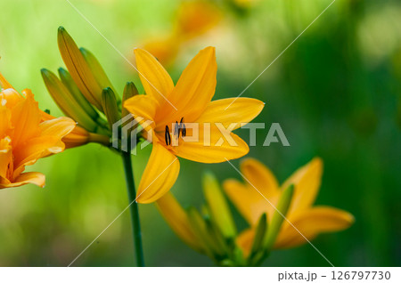 萱草の花 126797730
