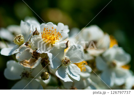 信濃川・やすらぎ堤の野薔薇の花 126797737