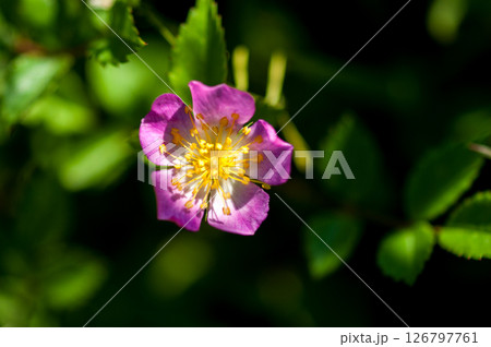 信濃川・やすらぎ堤の野薔薇の花 126797761