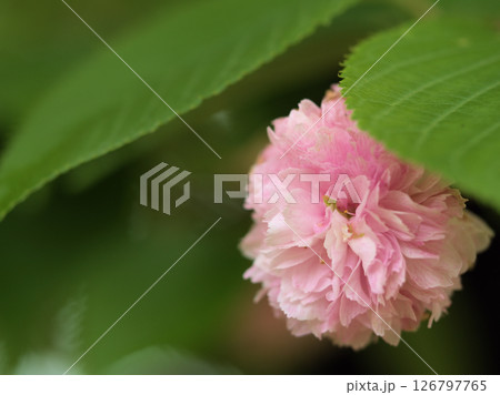 5月に美しく咲いたサクラ「兼六園菊桜(ケンロクエンキクザクラ)」 5月に美しく咲いたサクラ「兼六園菊桜(ケンロクエンキクザクラ)」 126797765