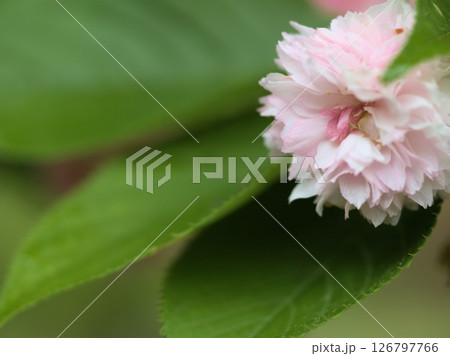 5月に美しく咲いたサクラ「兼六園菊桜（ケンロクエンキクザクラ）」 126797766