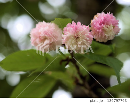 5月に美しく咲いたサクラ「兼六園菊桜（ケンロクエンキクザクラ）」 126797768