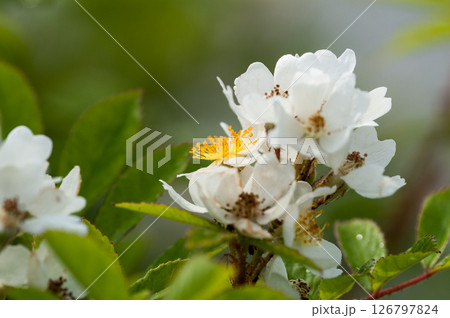 信濃川・やすらぎ堤の野薔薇の花 126797824