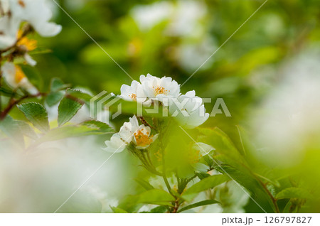 信濃川・やすらぎ堤の野薔薇の花 126797827