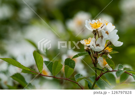 信濃川・やすらぎ堤の野薔薇の花 126797828