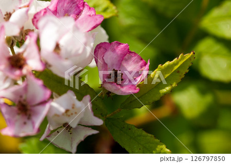 信濃川・やすらぎ堤の野薔薇の花 信濃川・やすらぎ堤の野薔薇の花 126797850