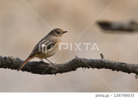 枝にとまる小鳥の横姿  126798035