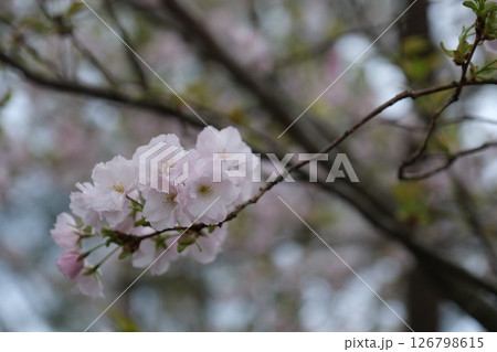 満開の桜の花 126798615