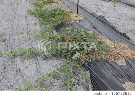 スイカ畑孫ツル欠き スイカ畑孫ツル欠き 126798619