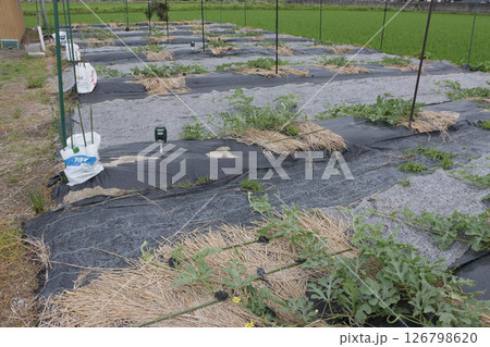 スイカ畑孫ツル欠き スイカ畑孫ツル欠き 126798620