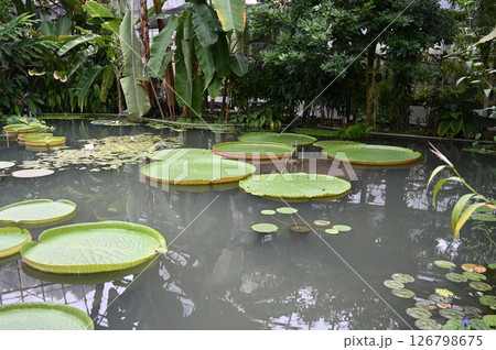 オオオニバス オオオニバス 126798675