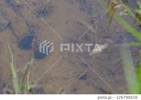 田んぼの中のタニシ 126798816