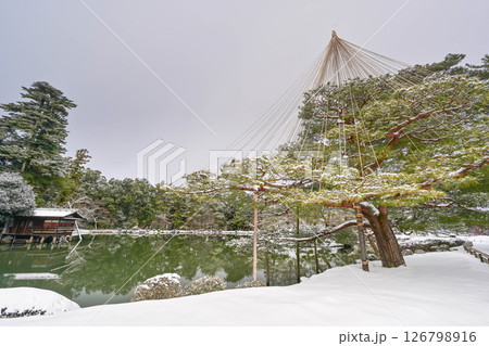 雪景色が美しい兼六園 雪景色が美しい兼六園 126798916