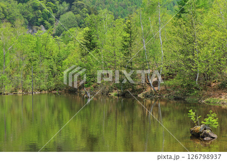初夏の乗鞍高原 126798937