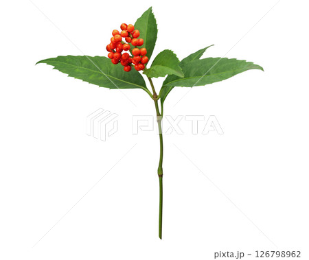 千両の花 千両の花 126798962