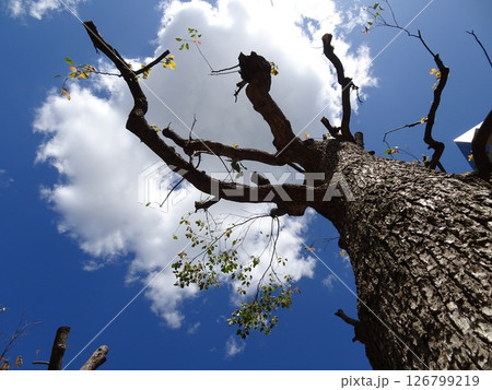 強剪定の木-10 126799219