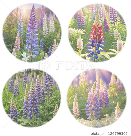 背景用4タイプのルピナスの透過PNG素材 126799305