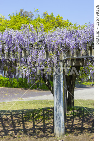 綺麗に咲いた公園の藤の花 鳥取県 羽合臨海公園 126799326