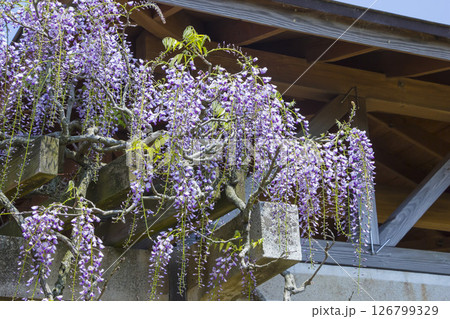 綺麗に咲いた公園の藤の花 鳥取県 羽合臨海公園 126799329