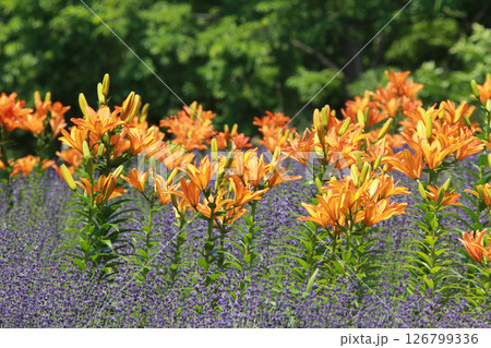 札幌花名所 百合が原公園 フラワーパーク 札幌花名所 百合が原公園 フラワーパーク 126799336