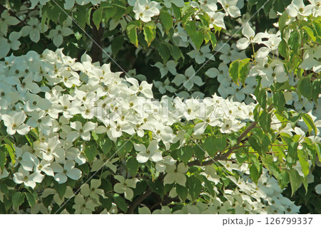 札幌花名所　百合が原公園　フラワーパーク 126799337