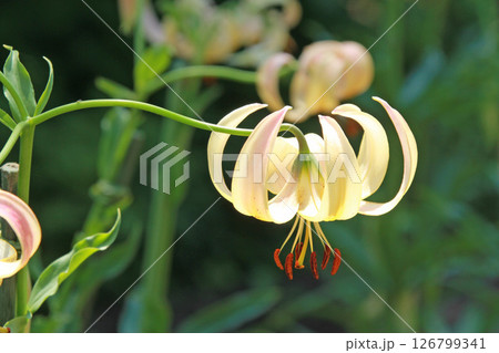 札幌花名所　百合が原公園　フラワーパーク 126799341