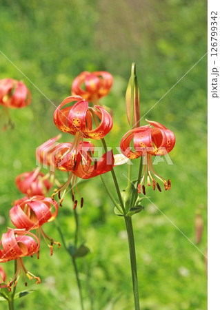 札幌花名所　百合が原公園　フラワーパーク 126799342
