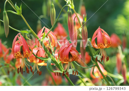 札幌花名所　百合が原公園　フラワーパーク 126799343