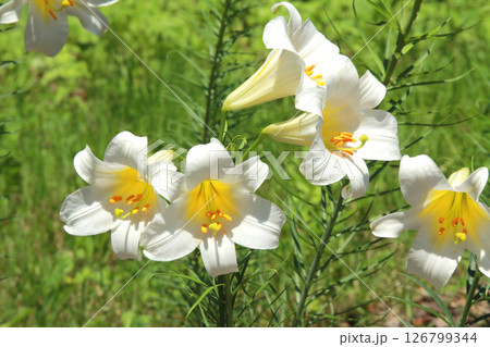 札幌花名所 百合が原公園 フラワーパーク 札幌花名所 百合が原公園 フラワーパーク 126799344