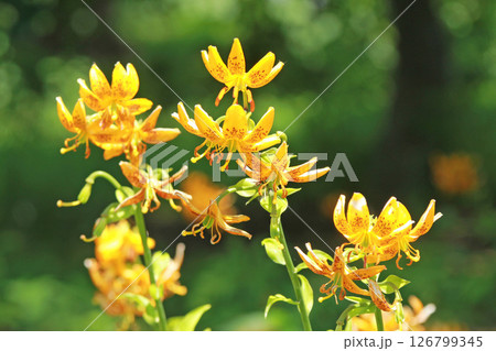 札幌花名所　百合が原公園　フラワーパーク 126799345