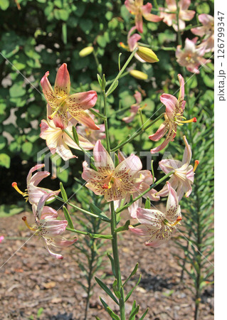 札幌花名所　百合が原公園　フラワーパーク 126799347