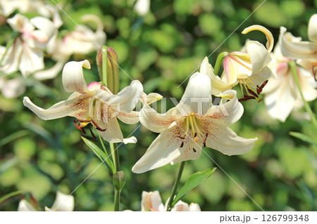 札幌花名所 百合が原公園 フラワーパーク 札幌花名所 百合が原公園 フラワーパーク 126799348