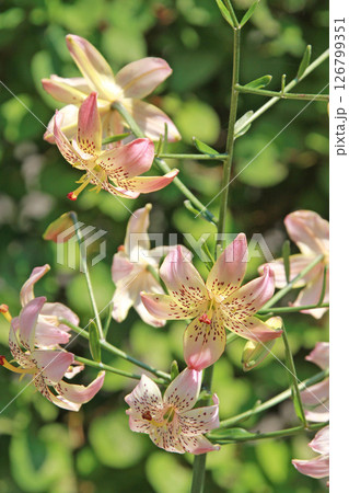 札幌花名所　百合が原公園　フラワーパーク 126799351
