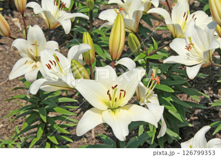 札幌花名所　百合が原公園　フラワーパーク 126799353