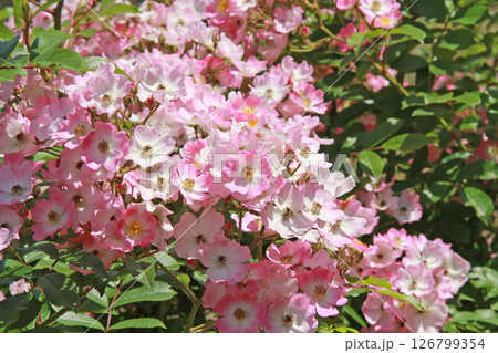 札幌花名所　百合が原公園　フラワーパーク 126799354