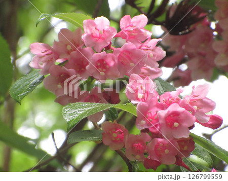 初夏の花タニウツギ 126799559