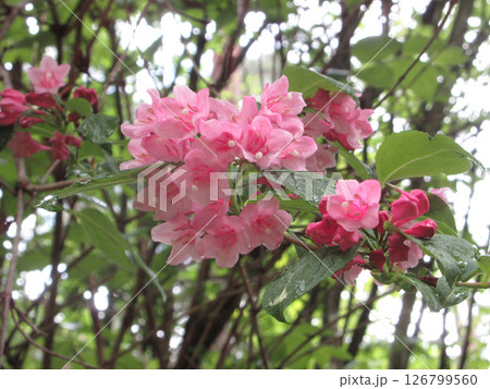 ピンク色の花 126799560
