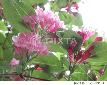 光に向かって咲く花 126799561