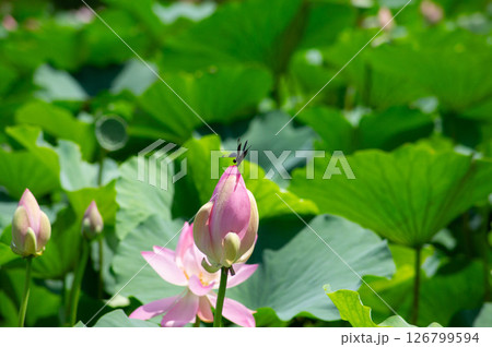 ハスのつぼみに舞い降りたチョウトンボ – 儚くも美しい自然のワンシーン ハスのつぼみに舞い降りたチョウトンボ – 儚くも美しい自然のワンシーン 126799594
