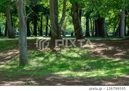 北総花の丘公園　新緑の木立 126799595