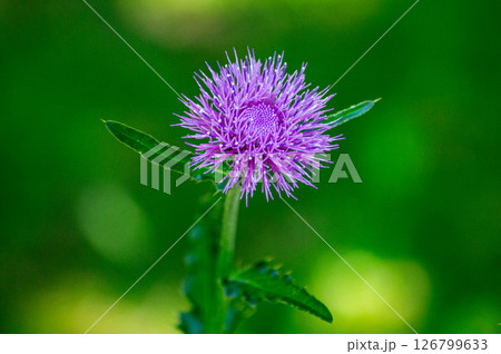 野に咲くアザミの花 野に咲くアザミの花 126799633