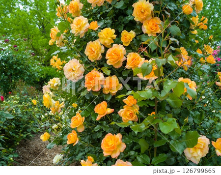 春薔薇 126799665