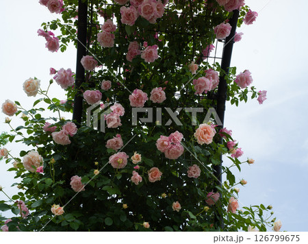 春薔薇 春薔薇 126799675