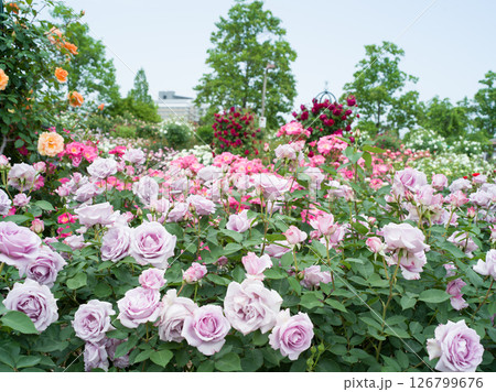 春薔薇 126799676