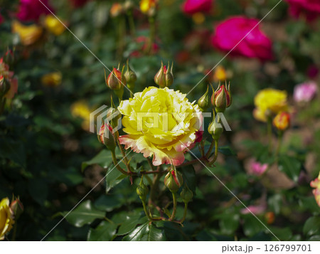 春薔薇 春薔薇 126799701