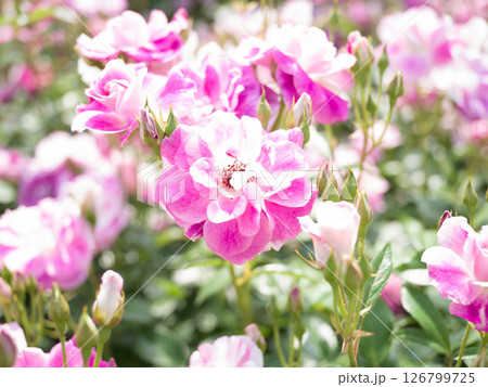 春薔薇 春薔薇 126799725