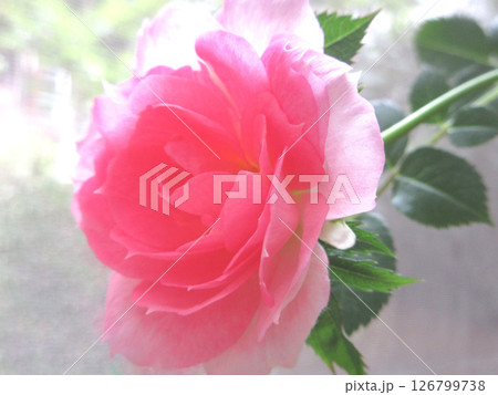 rose 126799738