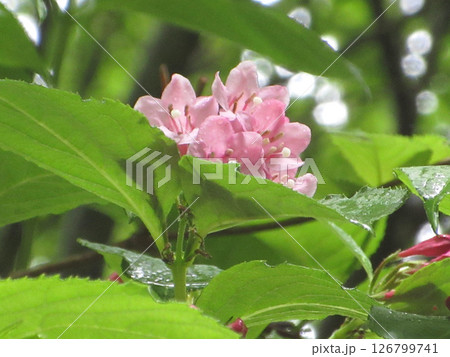 桃色の花 桃色の花 126799741