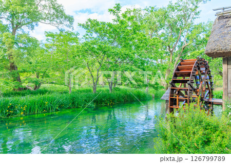 初夏の大王わさび農場　水車小屋　長野県安曇野市 126799789