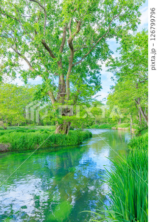 初夏の大王わさび農場　万水川　長野県安曇野市 126799796